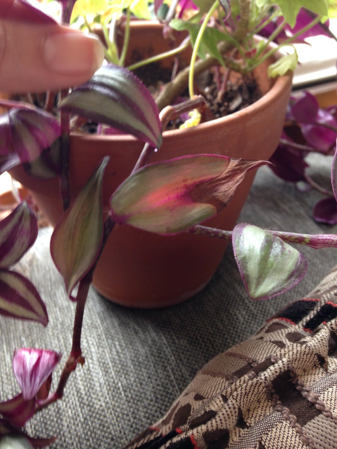 Wandering Jew Leaves Turning Brown? Here's Why How To Fix, 45 OFF