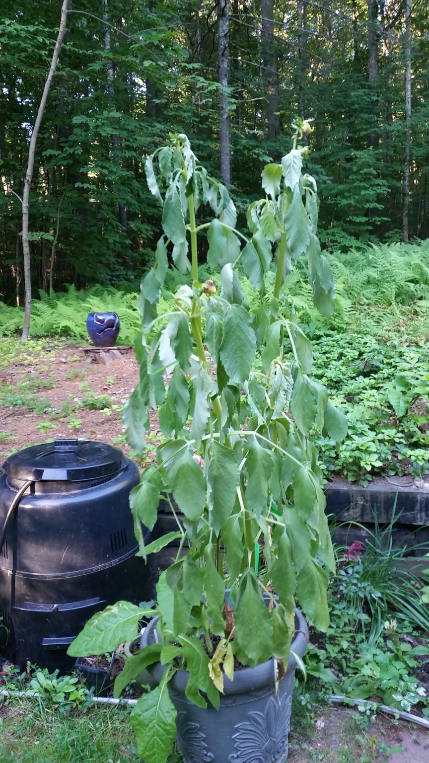 Wilting Dahlia, help needed