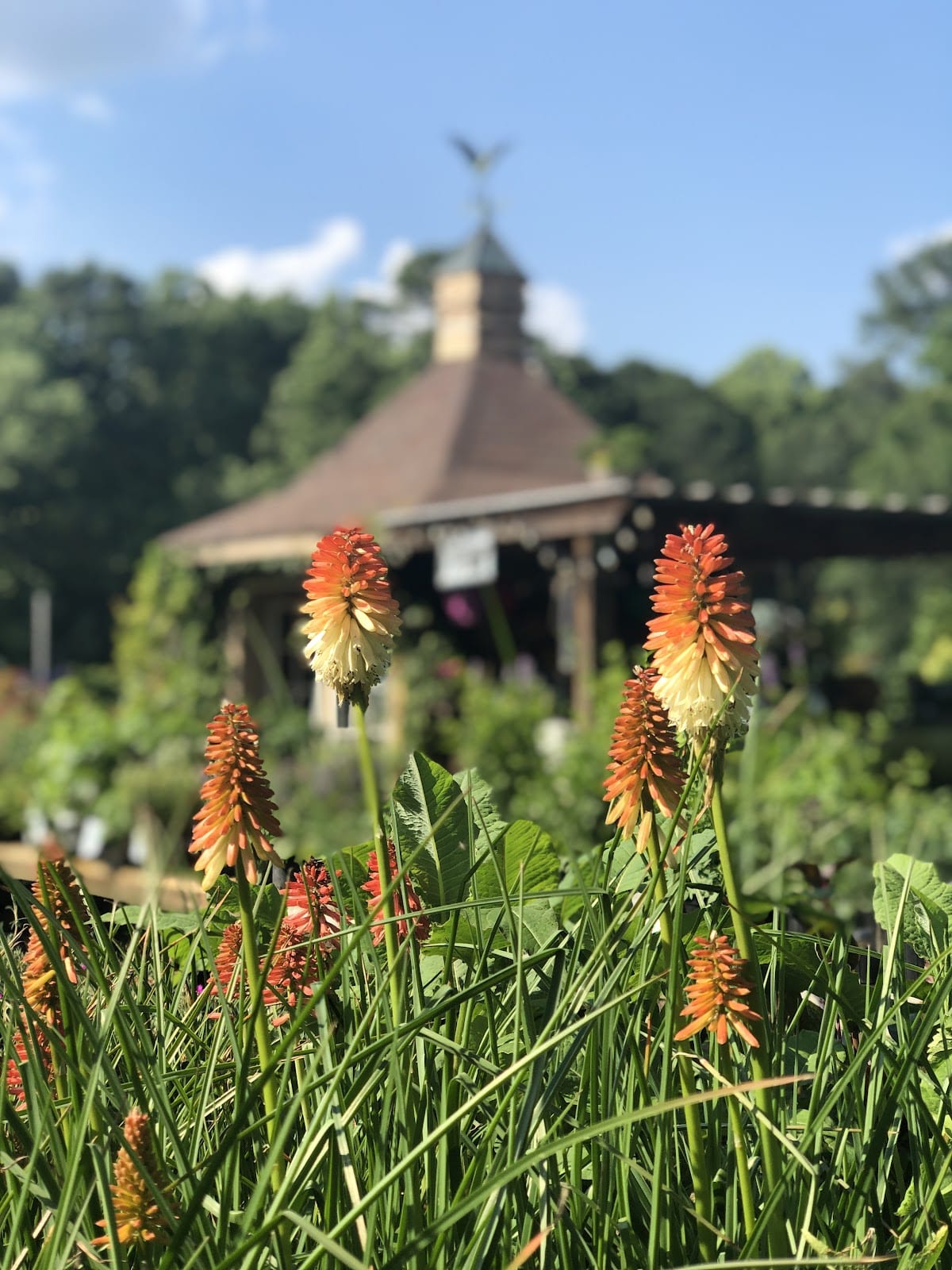 Annuals & Perrenials Garden Supply Company Cary NC Plants