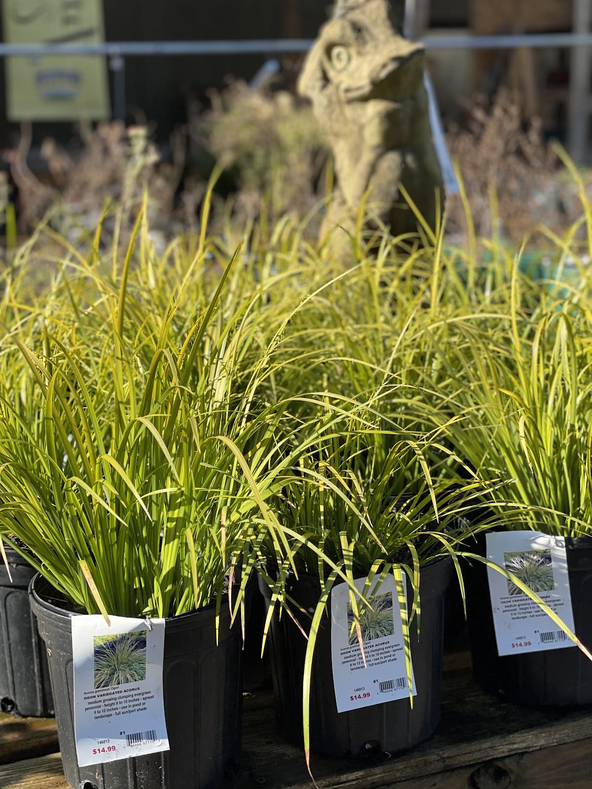 Annuals & Perrenials Garden Supply Company Cary NC Plants