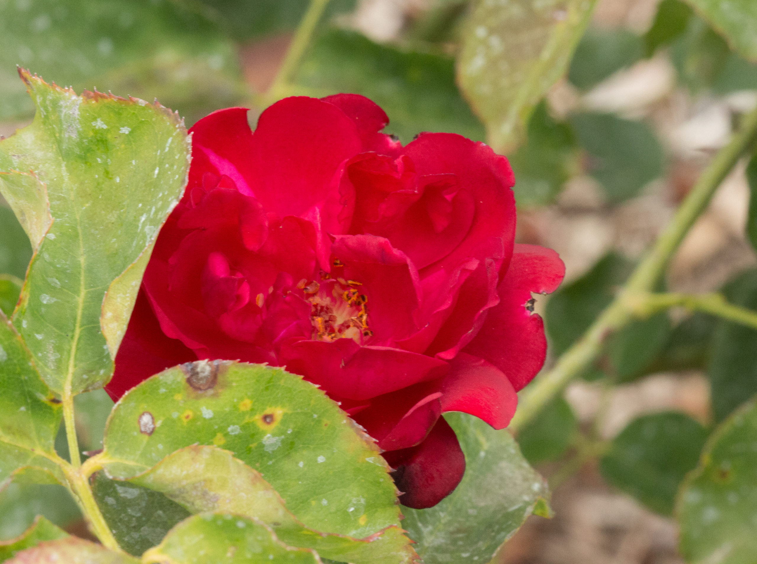 GardenZeus for Old Garden Rose Varieties in California