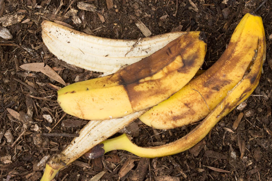 Using Kitchen Ingredients as Soil Amendments