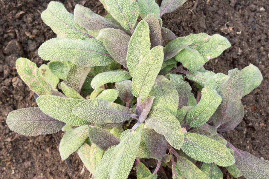 GardenZeus for Edible Sage