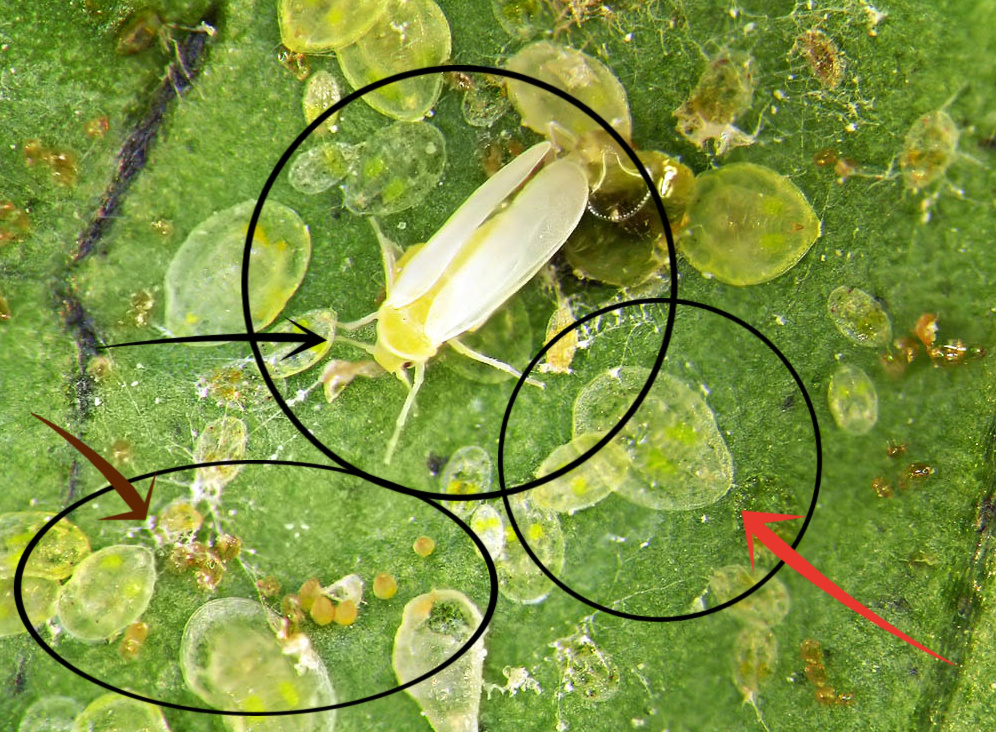 Whiteflies in the California Home Garden, Part 1 of 3 Introduction