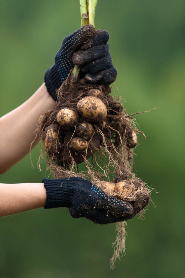 Potatoes Harvesting, Curing and Storing