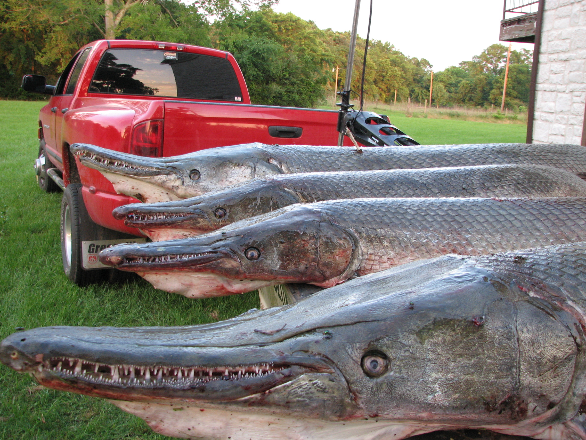 The best fishing guide service for trophy alligator gar in texas
