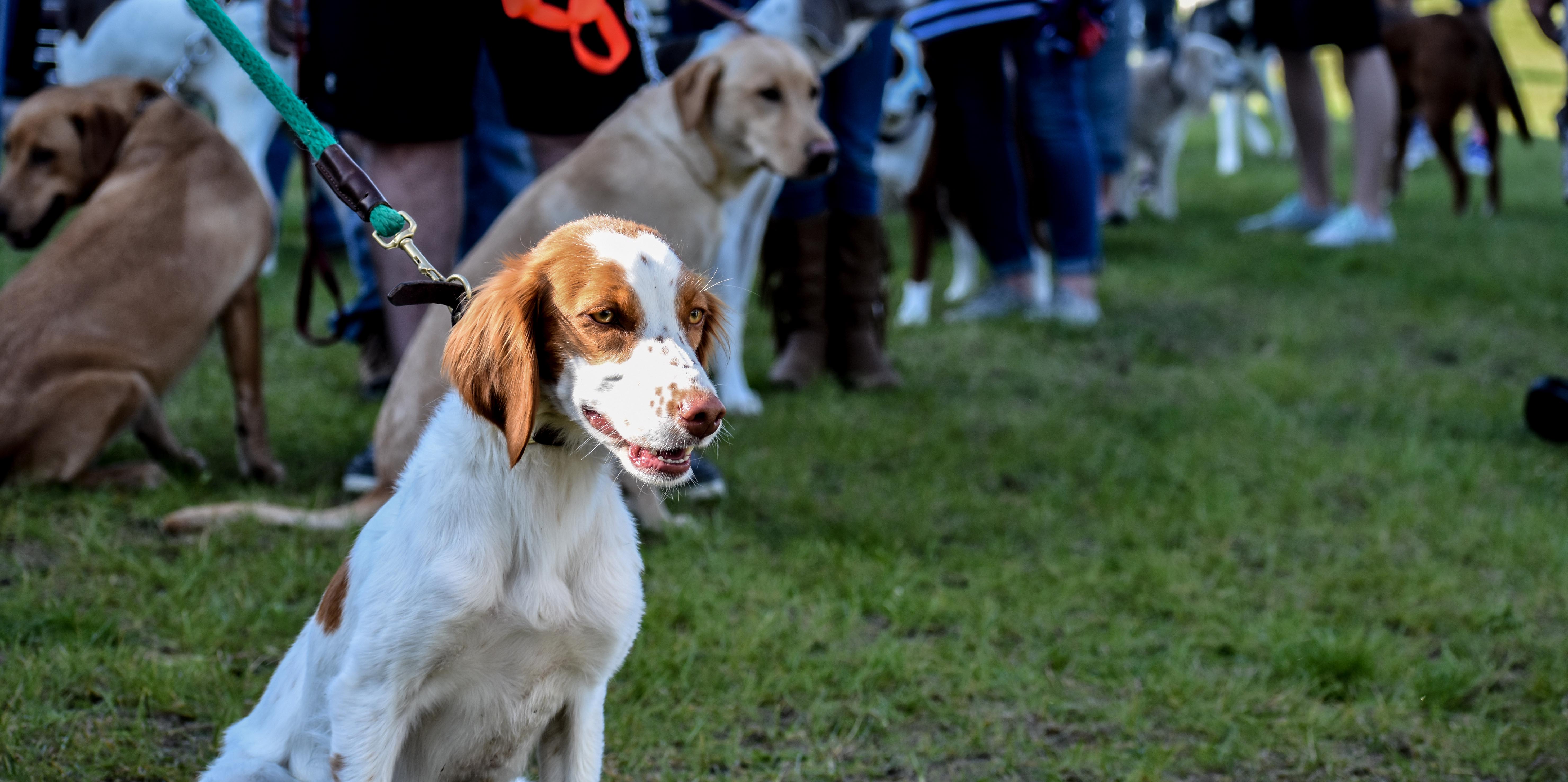 What is Snake Avoidance Training? Garmin Blog