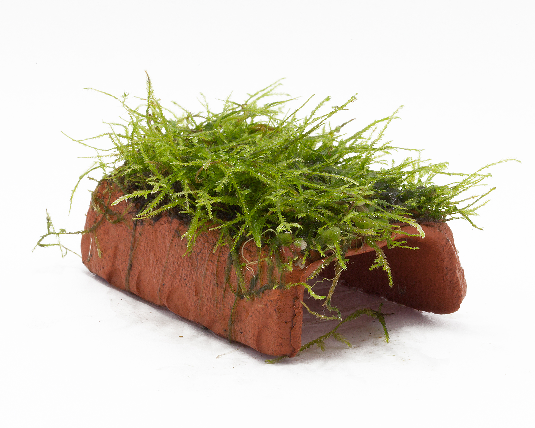 Moose im Aquarium und Terrarium Garnelen