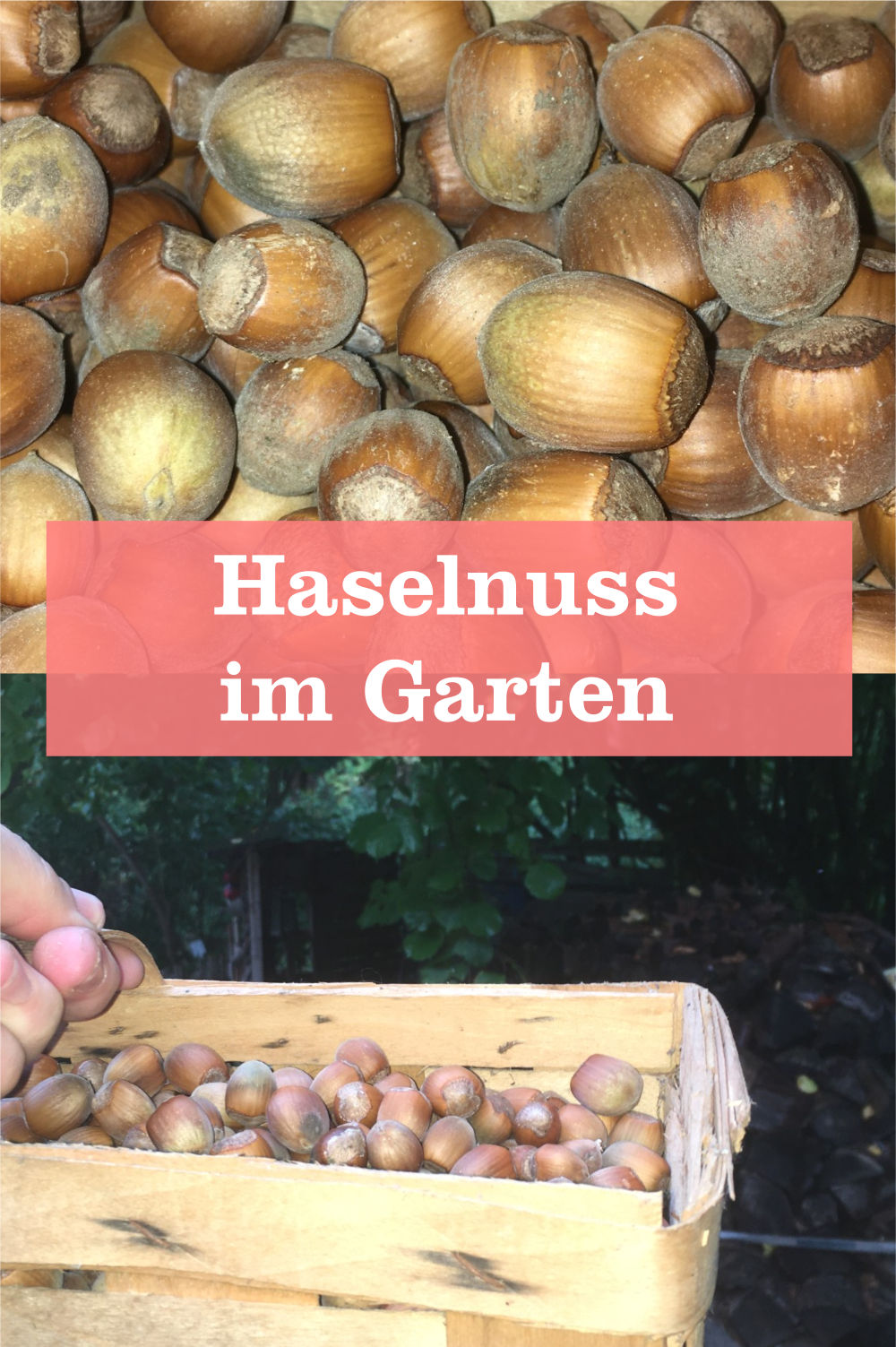 Haselnuss im Garten » GartenBob.de der Garten Ratgeber
