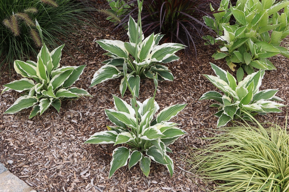 Funkien, Hosta Pflanzen, Pflege, Vermehrung und Sorten