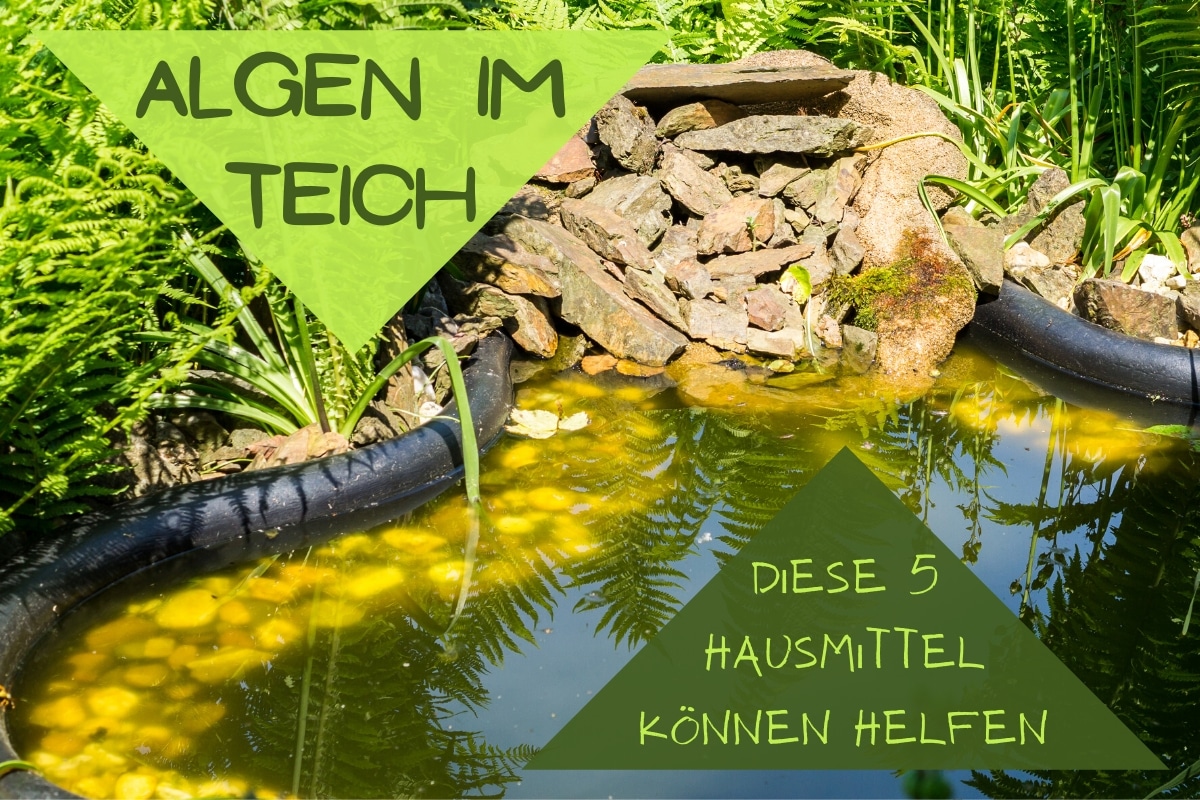 Teich Klar Bekommen: 5 Hausmittel Gegen Algen - Gartendialog.de