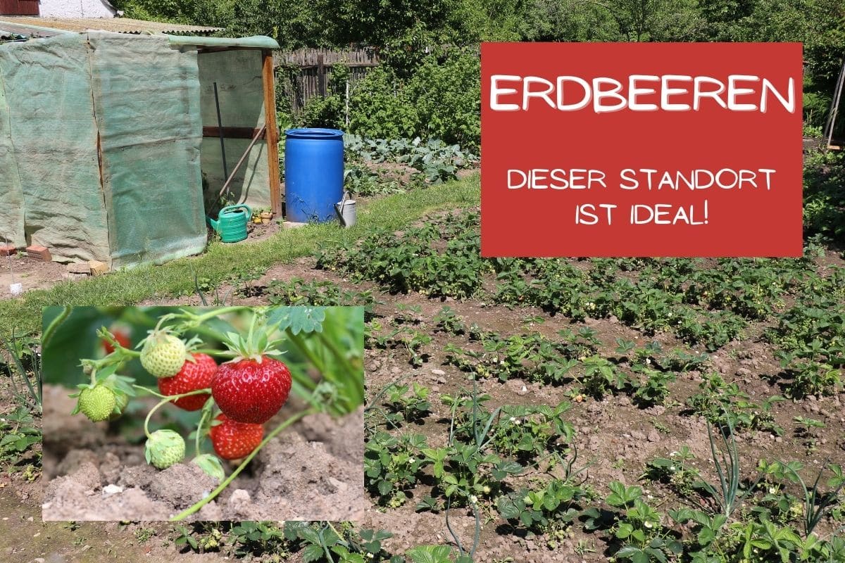 Der ideale Standort für Erdbeeren 6 Fakten Gartendialog.de