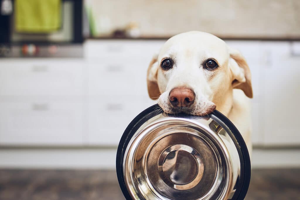 Wieviel Kartoffeln Darf Ein Hund Essen
