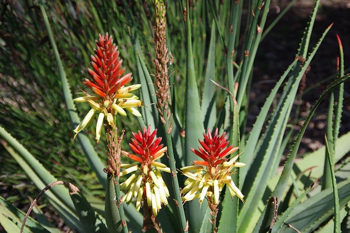 Aloe Vera blüht Blüte abschneiden? Gartendialog.de