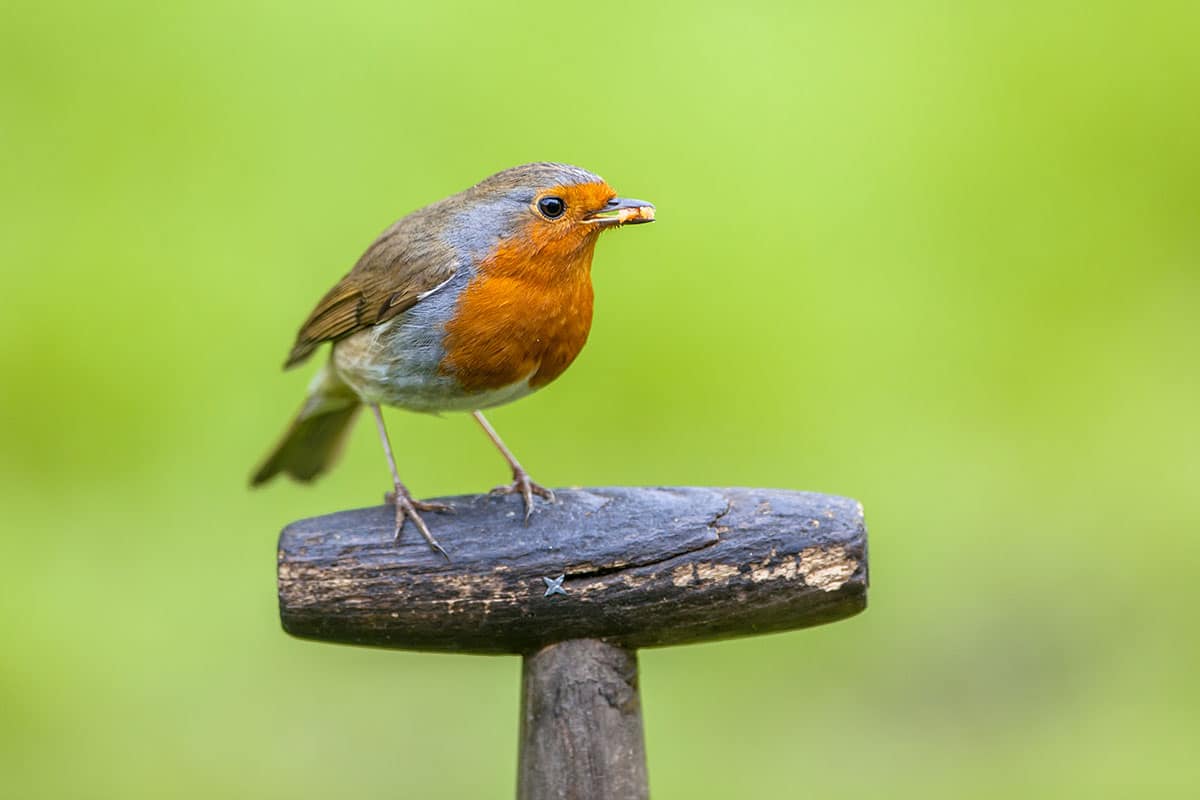 Vogel mit roter Brust/Bauch dieser ist es Gartendialog.de