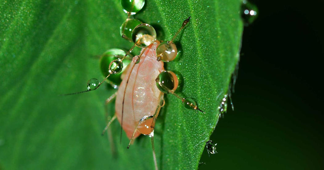 Blattläuse Bekämpfen: 18 Natürliche Hausmittel Gegen Blattläuse