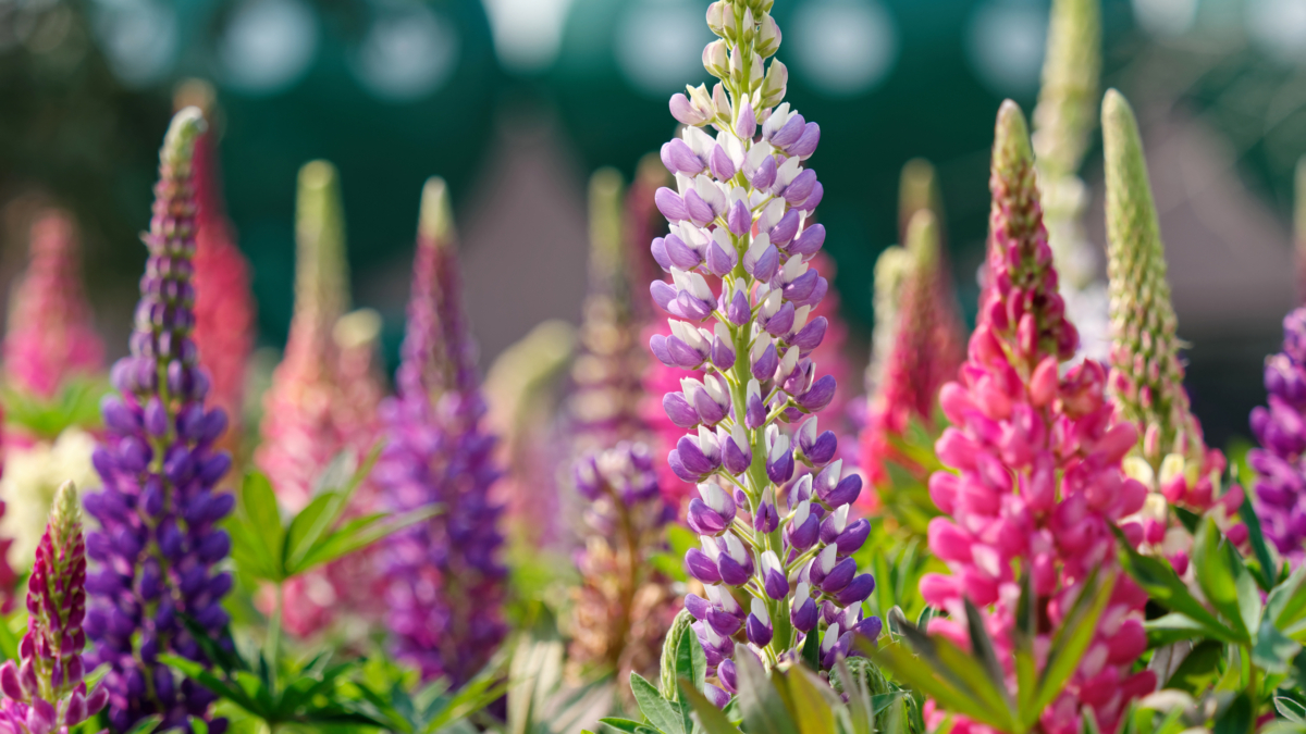 Lupinen Eindrucksvolle Blütenkerzen für den Garten GartenFlora