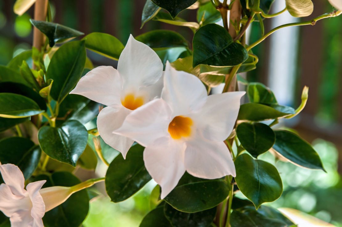 Dipladenia, Mandevilla pflanzen & pflegen GartenFlora