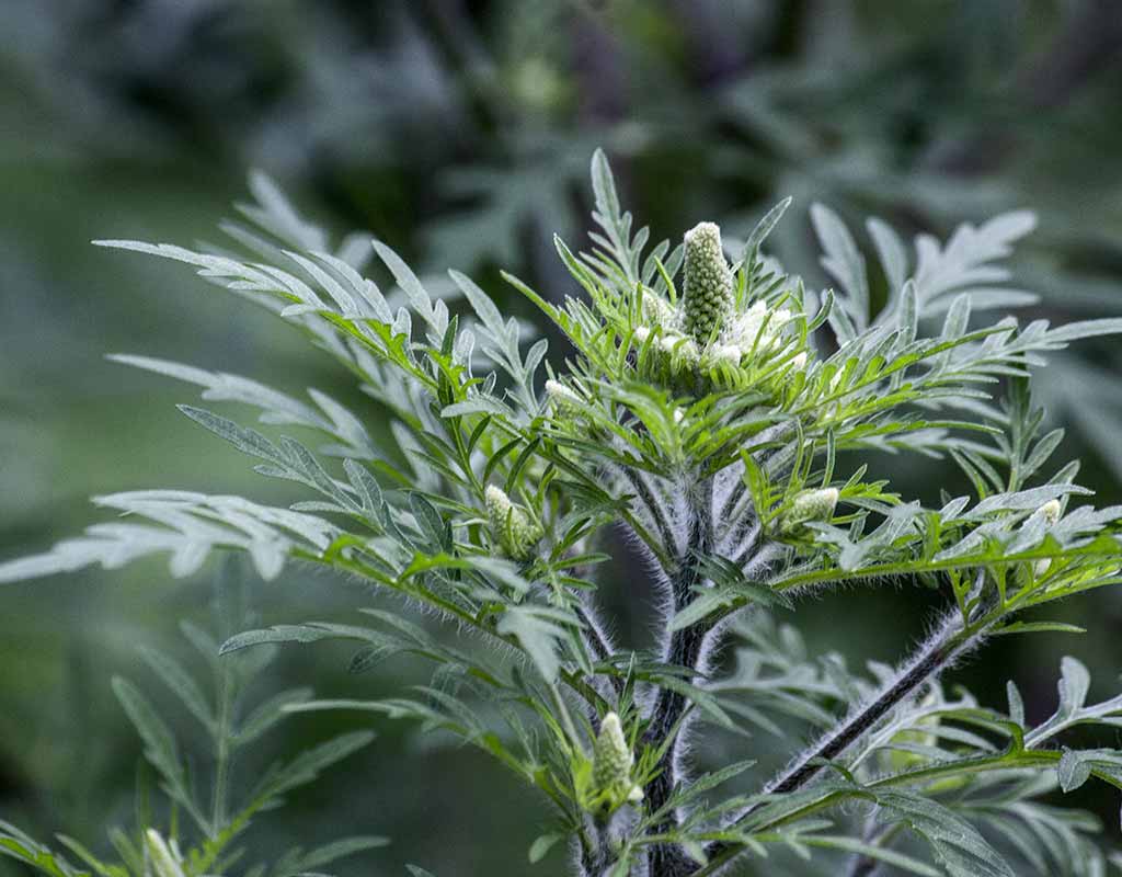Common ragweed ambrosia artemisiifolia l in russia. Allergiekraut Ambrosia Ragweed Der Schrecken Aus Dem Vogelfutter