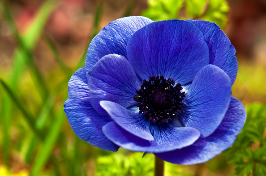 Anemone » Pflanzen, pflegen, düngen und mehr