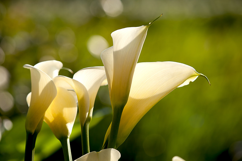 Calla Blumen Winterhart My Flowers