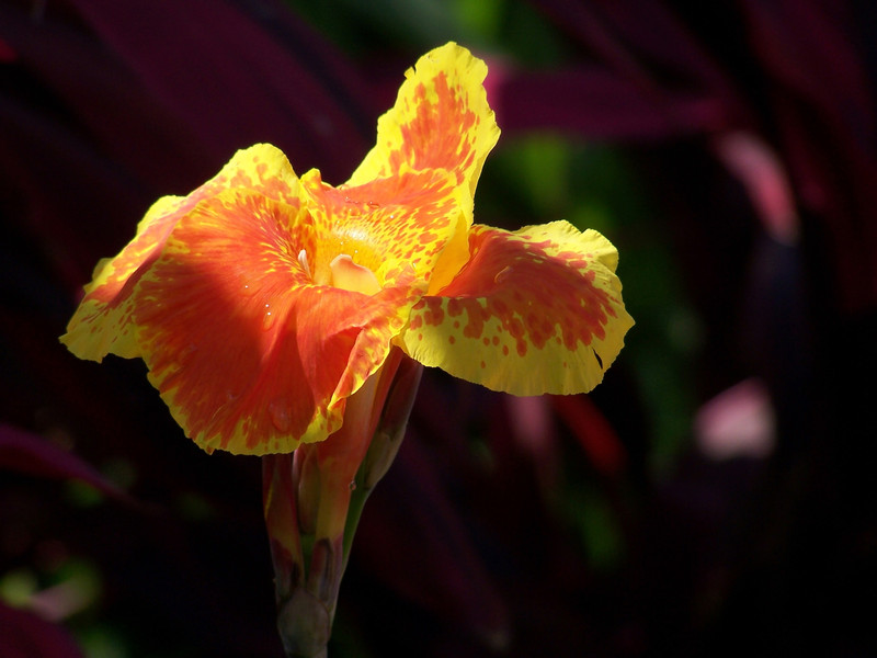 Canna » Pflanzen, Pflegen und mehr (Indisches Blumenrohr)