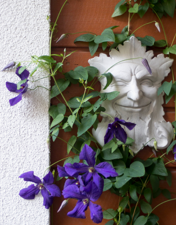 Clematis auf dem Balkon ziehen » So gedeiht sie am besten