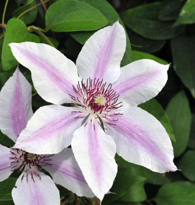 Clematis am Gartenzaun ziehen » So gedeiht sie bestens