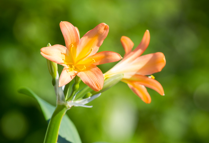 Clivia pflegen » Gießen, Düngen, Überwintern und mehr (Klivie)