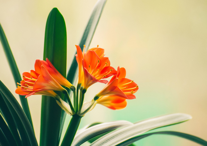 Clivia » Giftig oder völlig unbedenklich?