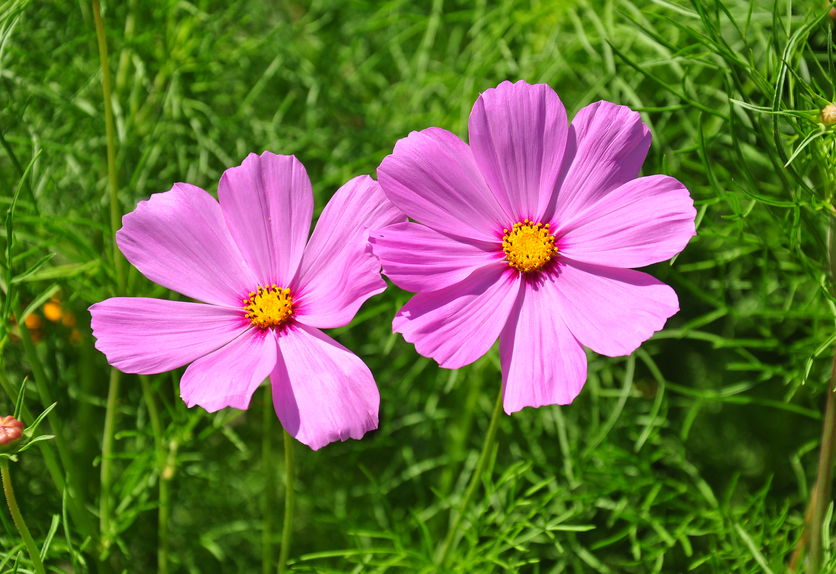 Cosmea vorziehen » So gehen Sie dabei vor