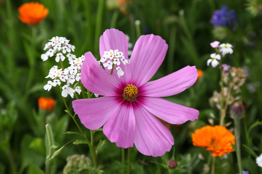 Cosmea » Winterhart oder frostempfindlich?