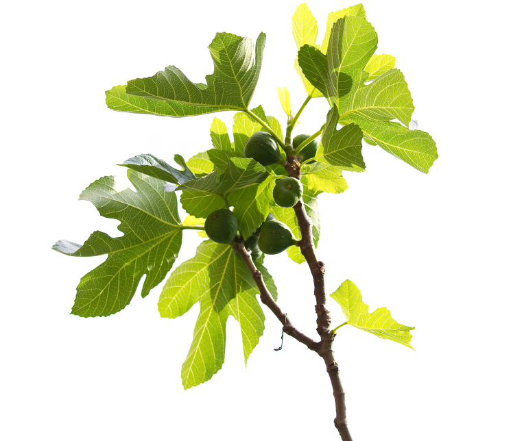 Der Feigenbaum als Zimmerpflanze » So gedeiht er am besten