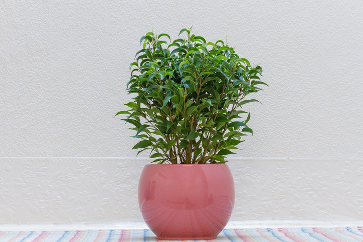 Ficus Benjamini schneiden » So kürzen Sie die Birkenfeige