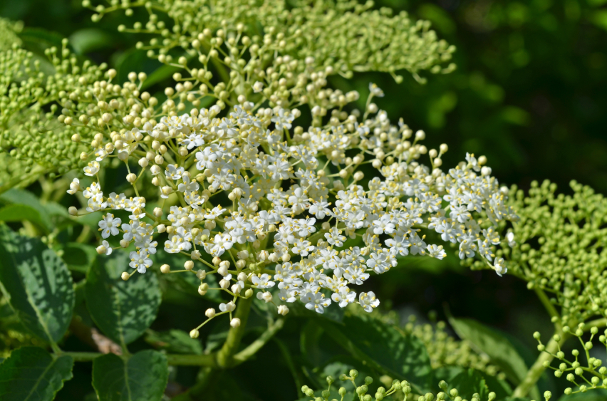 Holunder im Blumentopf » Tipps zu Sorten, Pflanzen & Pflege