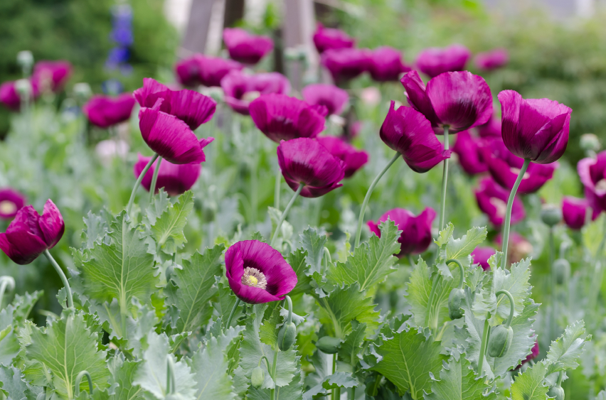 Mohn im Garten » Diese Arten gedeihen am besten im Beet