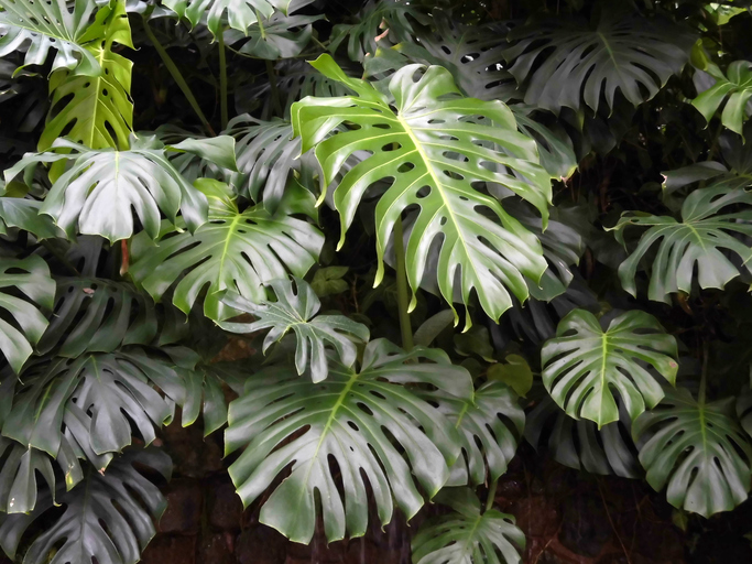 Monstera » Ist sie giftig oder nicht?