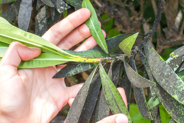 Oleander hat Läuse » Was können Sie dagegen tun?