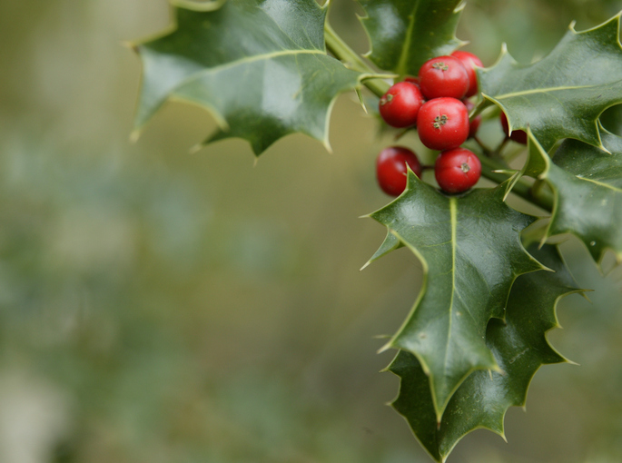 Stechpalme » Die Frucht des Ilex und ihre Merkmale