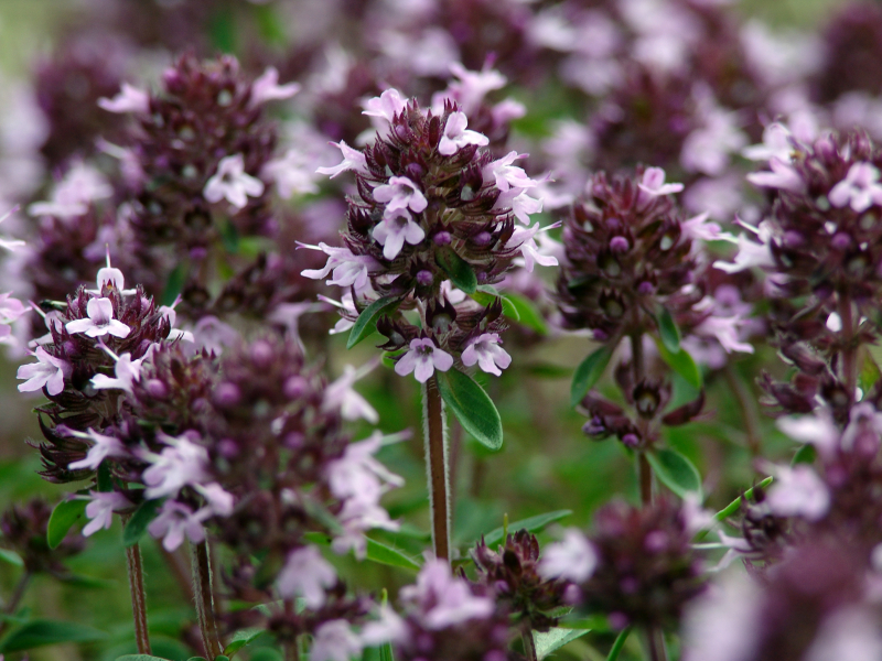 Thymian Bodendecker Samen