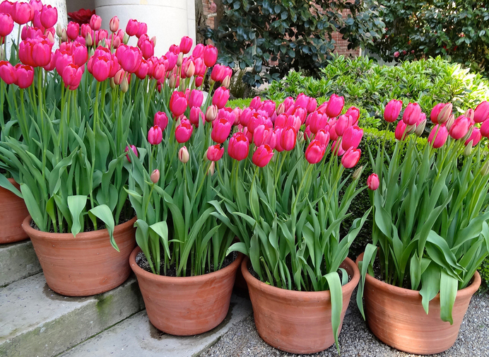 Tulpen im Topf » So fühlen sie sich rundum wohl