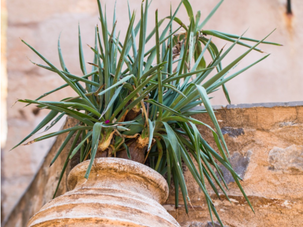 Orchidee Neuer Trieb Abgebrochen