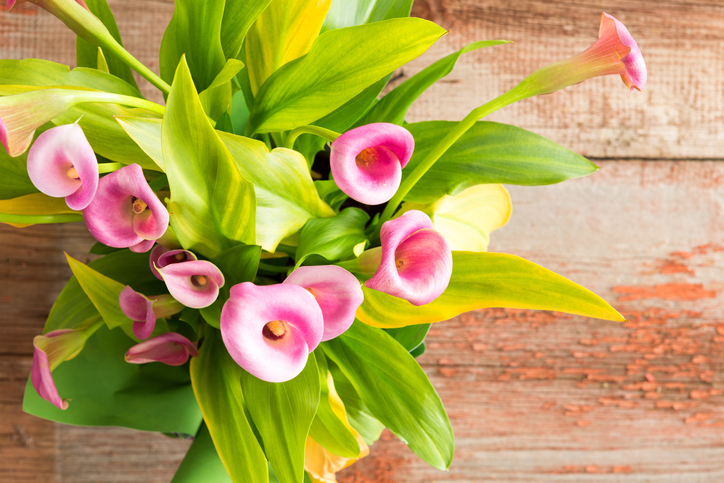 Das beste von Calla Blume Giftig Für Katzen