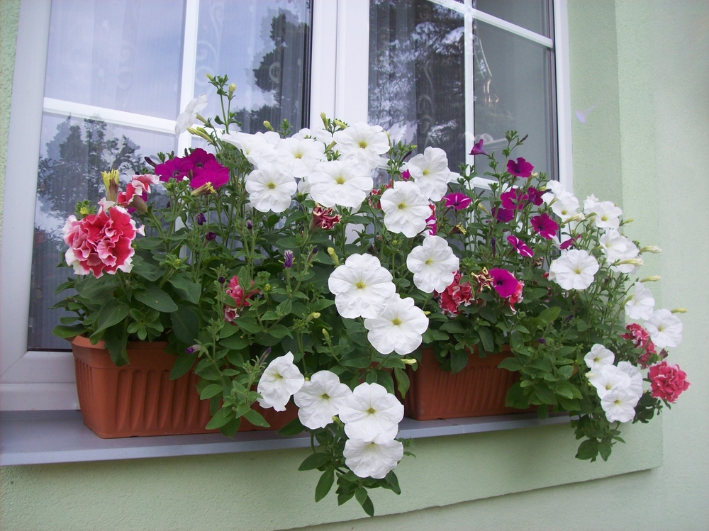 Blumen Pflanzen Halbschatten My Flowers