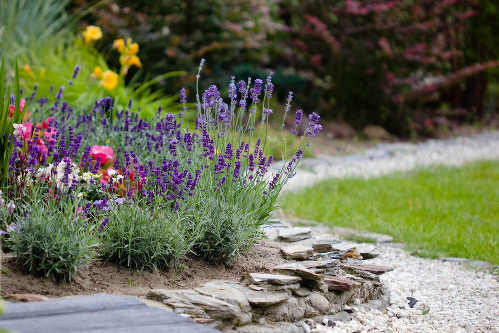 Blumenbeet für den sonnigen Standort » Diese Blumen lieben