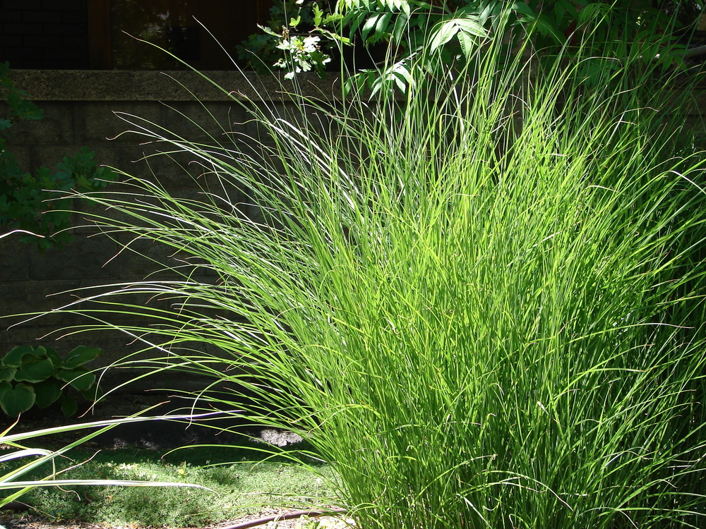 Chinaschilf als Sichtschutz im Kübel » So ziehen Sie Miscanthus im Topf