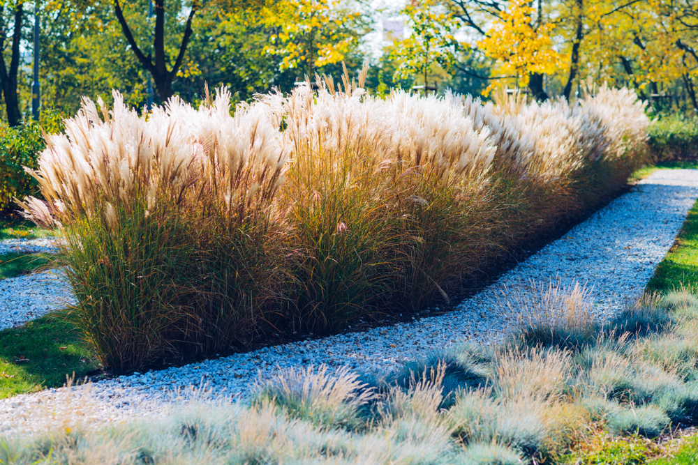 Wie hoch wird Chinaschilf? » Wissenswertes zur Höhe von Miscanthus
