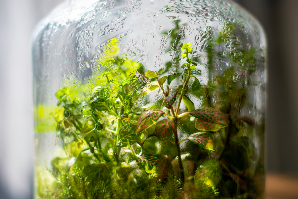 Flaschengarten » Schöne Gestaltungsideen für das MiniBiotop