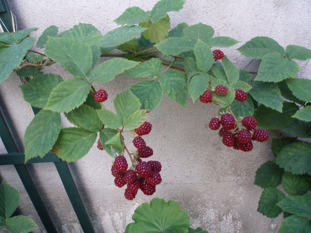 Obstbaum im Halbschatten » Dieses Obst braucht weniger Licht
