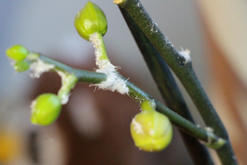 Orchideen Krankheiten Klebrige Blätter